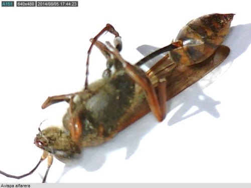 Ejemplar adulto de avispa alfarera./ SIGEAM, 2014