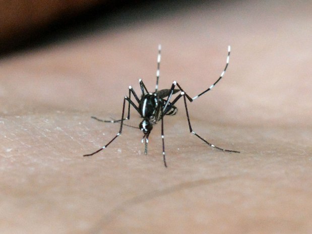 Dengue, Chikungunya, Zika, Fiebre del Nilo&nbsp;Occidental