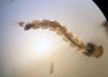 Larva Mosquito Tigre