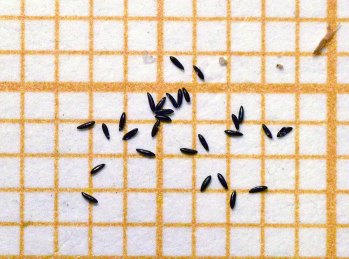 mosquito-tigre-gramanet-2015-08