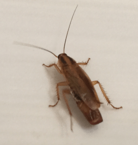 ejemplar portando ooteca