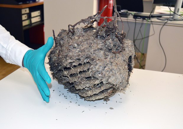 Panal de Vespula&nbsp;sp