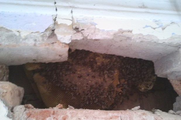 Servicios Auxiliares ; Tratamientos de enjambres – panales de&nbsp;abejas