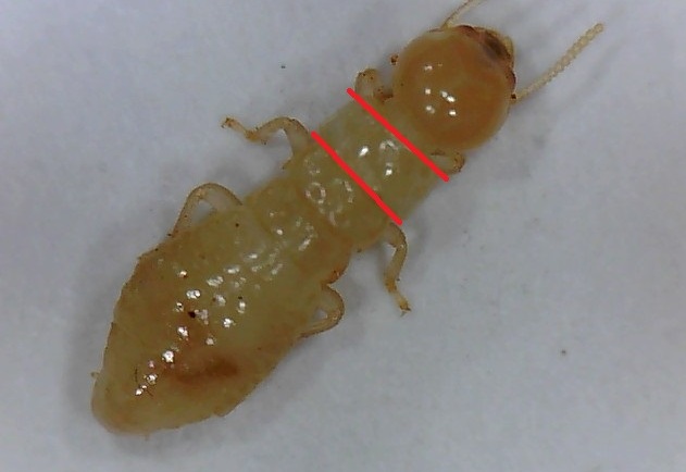 Kalotermes Tórax Rectangular