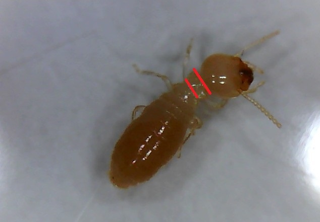 Reticulitermes Tórax Trapezoidal