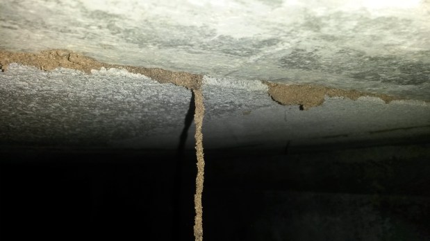 Canales de Progresión de&nbsp;Termitas