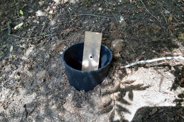 Monitorización de mosquito&nbsp;tigre