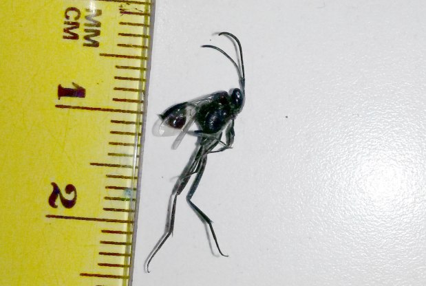 Evania appendigaster