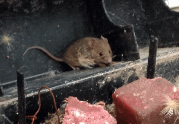 Los roedores en&nbsp;invierno